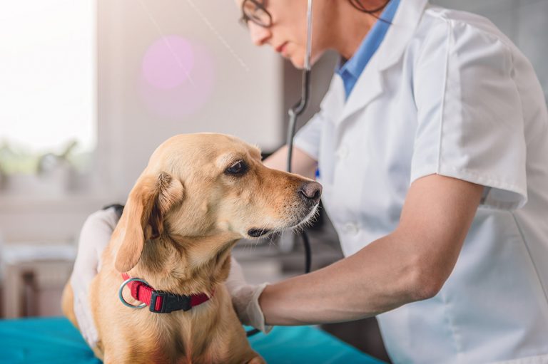 Parvovirose O que é e como tratar seu pet Blog Arenales