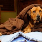 petmaniadf_pet_com_frio