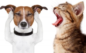 Tratamento de Estresse em Cães e Gatos - Blog Arenales