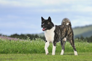 akita-inu