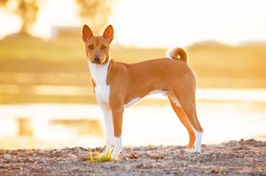 basenji