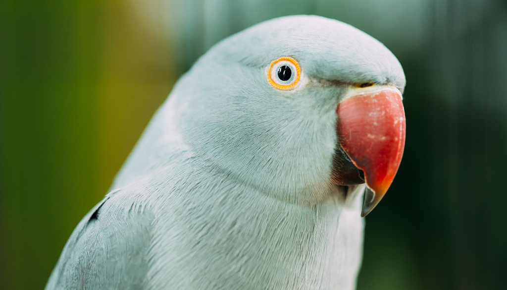 Aves ornamentais