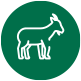Caprinos Caprinos - Arenales Homeopatia Animal